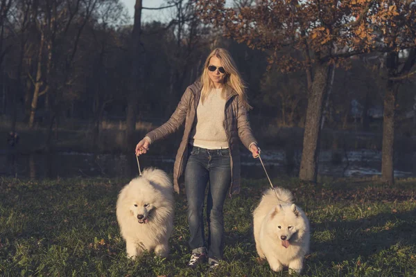 美丽的年轻女子走可爱的萨摩耶狗 免版税图库照片
