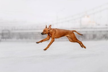 Rodezya sırtlı köpeği dışarı koşuyor.