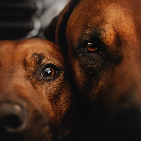 Tett innpå to rhodesiske villhunder som utsetter seg for hverandre – stockfoto