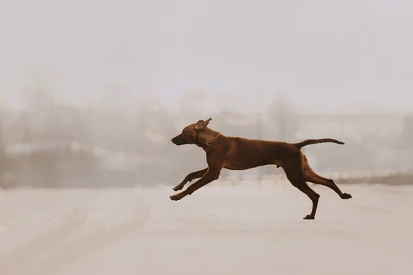 Rhodesian ridgeback chien courir à l'extérieur — Photo