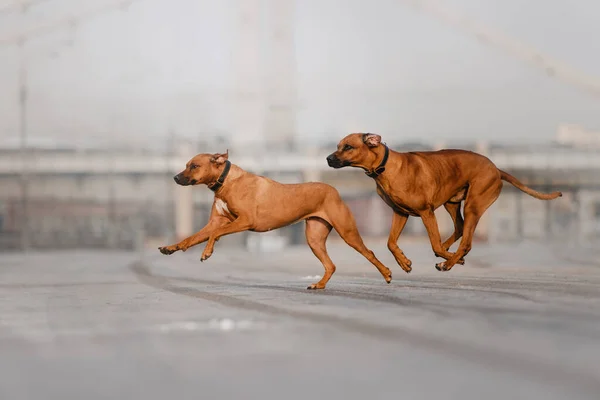Два родезийских пса, бегущие вместе по улице — стоковое фото