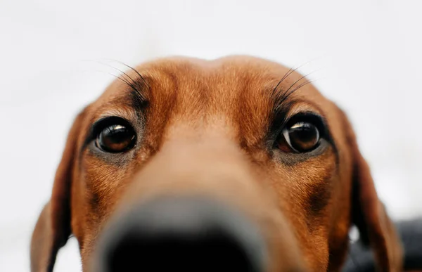 Close up of rhodesian rhidgeback dog eyes — Stock Photo, Image