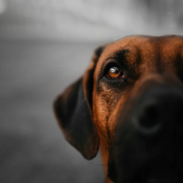 Närbild porträtt av en rodesisk ridgeback hund — Stockfoto