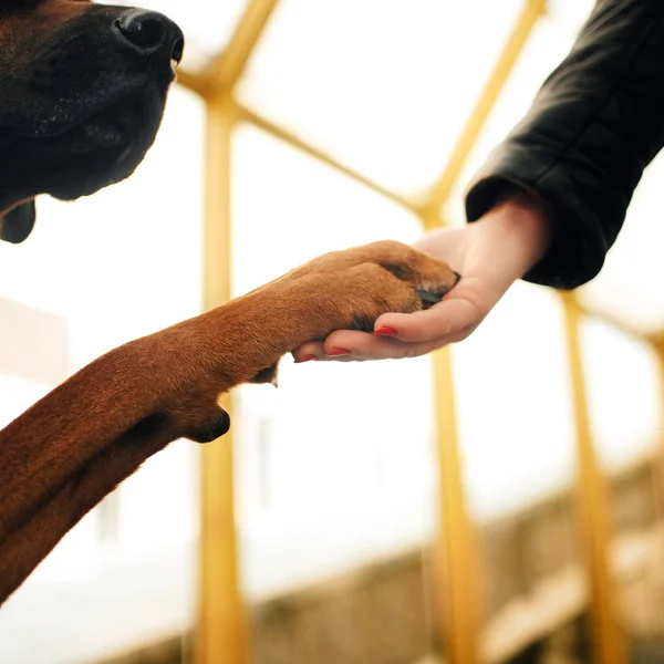 Rode hond geeft poot aan eigenaar, close up — Stockfoto