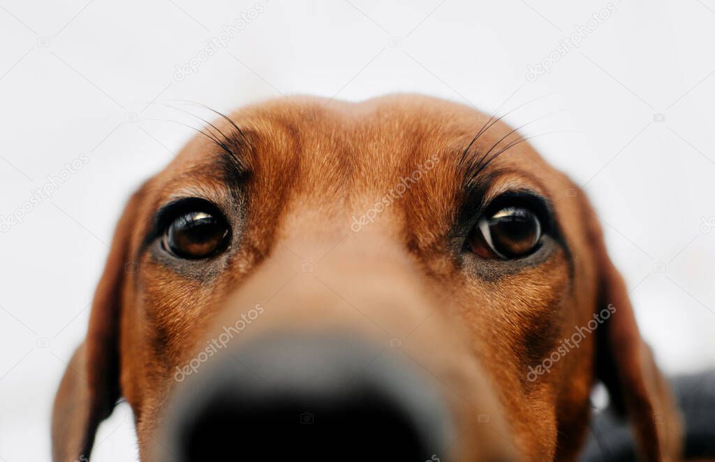 close up of rhodesian rhidgeback dog eyes