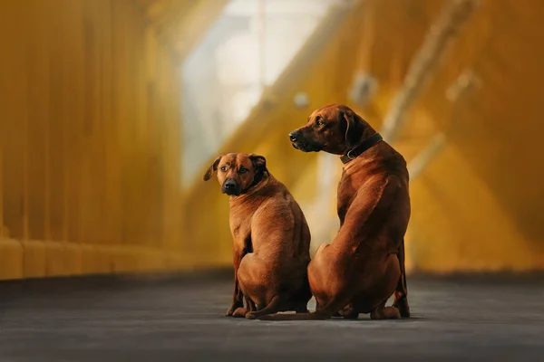 Dwa Rhodesian ridgeback psy siedzi blisko siebie na świeżym powietrzu — Zdjęcie stockowe