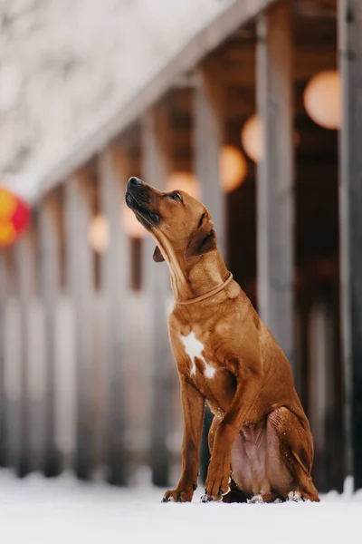 Mladý rodský ridgeback pes sedí venku v zimě, dívá se nahoru — Stock fotografie