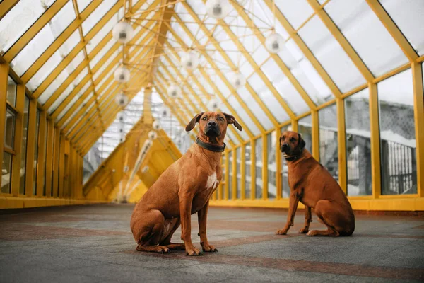 Dva rhodéští ridgeback psi sedící spolu na městském mostě — Stock fotografie
