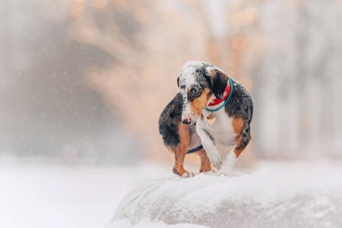 Kışın dışarıda gezen sevimli piebald dachshund köpeği