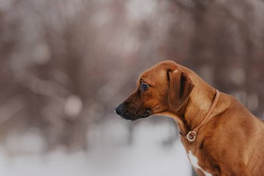 Rodezya sırtlı köpek portresi kışın açık havada