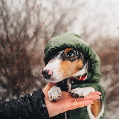 Komik dachshund köpek portresi. Kışın açık havada başlık takıyor.
