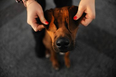 Köpeğin gözlerini kulaklarıyla kapadığı komik bir portre. Kapat.