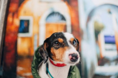 Kışın dışarıda poz veren sevimli piebald dachshund köpeği.