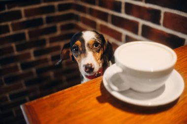 Bir kafede oturan sevimli dachshund köpeği.