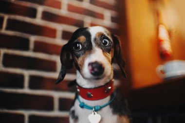 Bir kafede oturan sevimli dachshund köpeği.