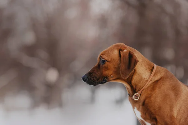 Potret anjing ridgeback rhodesian di luar ruangan pada musim dingin — Stok Foto