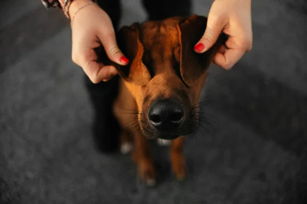 Portrait drôle du propriétaire fermant les yeux du chien avec ses oreilles, gros plan — Photo