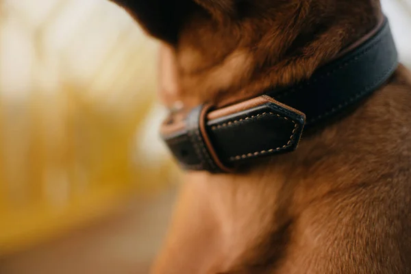 close up of a leather dog collar on a red dog