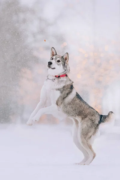 Cane di razza mista grigio attivo che salta all'aperto in inverno — Foto Stock