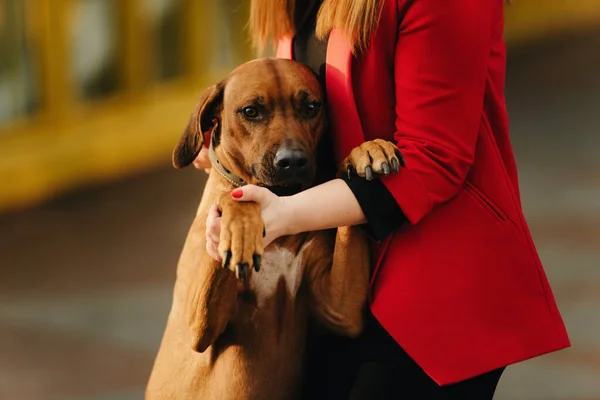 Shy rhodesian ridgeback dog leaning to his owner for protection — Stock Photo, Image
