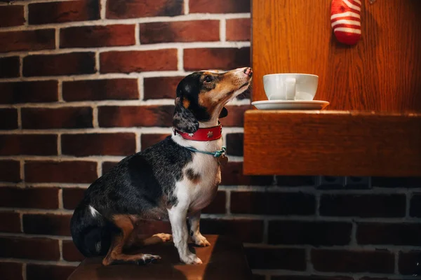 Uroczy jamnik pies siedzi w kawiarni — Zdjęcie stockowe