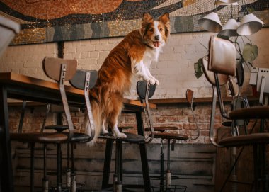 İçeride sandalyede poz veren güzel bir çoban köpeği.