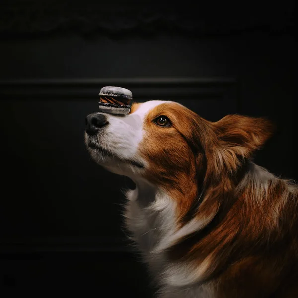Αξιολάτρευτο σκυλί κόλεϊ συνόρων κρατώντας ένα μπισκότο στη μύτη — Φωτογραφία Αρχείου