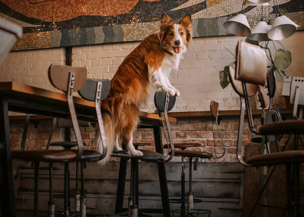 Hermosa frontera collie perro posando en una silla en el interior — Foto de Stock