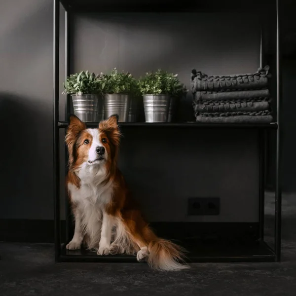 Rojo y blanco borde collie perro sentado debajo de un estante en el interior — Foto de Stock