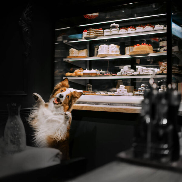 happy border collie dog posing in a bakery