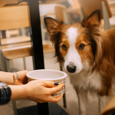 Sınır çoban köpeği bir kafede su kasesi teklif etti.