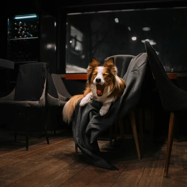 椅子に横になっている間、愛らしい眠い国境コリー犬のヤウン — ストック写真