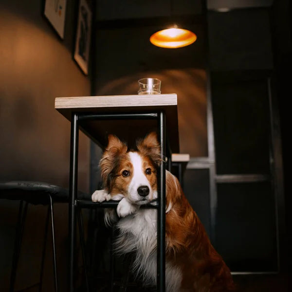 Schöner Border Collie Hund posiert in einem Café unter dem Tisch — Stockfoto