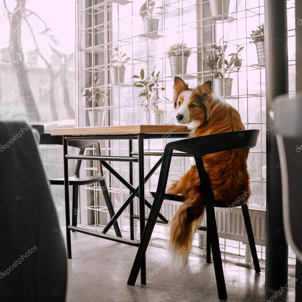 beautiful red border collie dog sitting on a chair in a cafe
