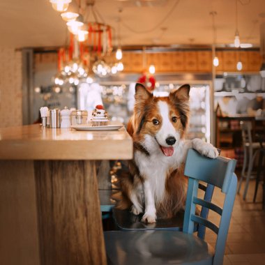Bir kafede poz veren mutlu sınır köpeği