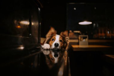 Sınır çoban köpeği bir kafede düzen bekliyor.