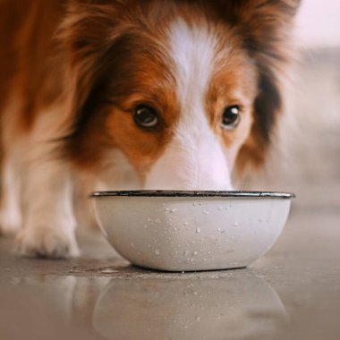 Kırmızı ve beyaz renkteki çoban köpeği su kabından su içiyor.