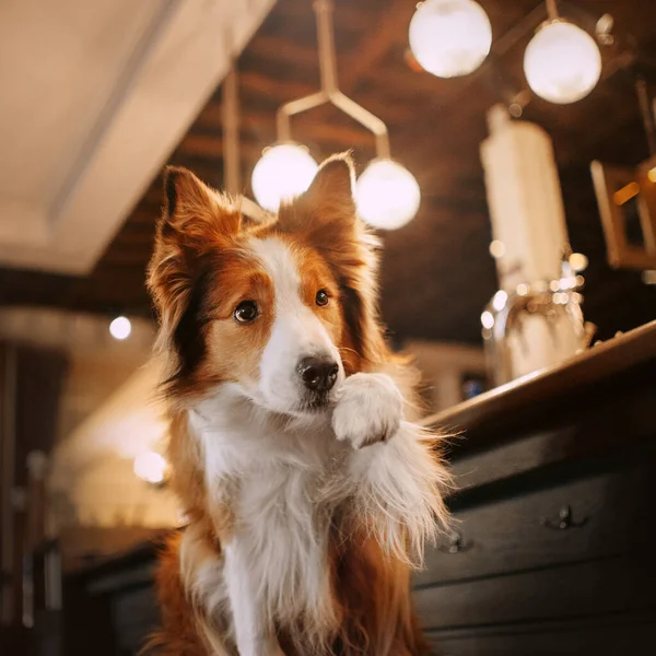 Schattige border collie hond poseren in een cafe — Stockfoto