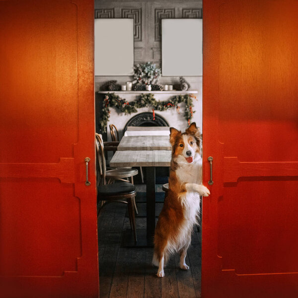 beautiful border collie dog waiting for guests for a christmas