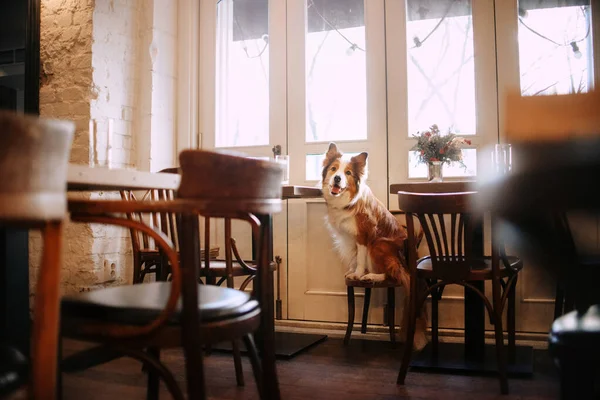 Прелестная пограничная колли-собака позирует в кафе — стоковое фото