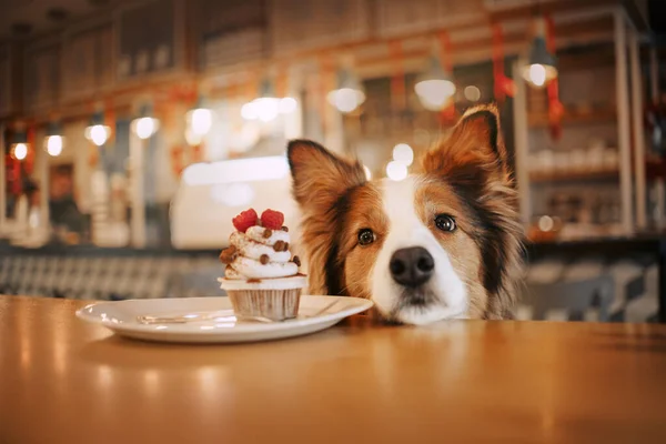 Imádnivaló határ collie kutya könyörög egy cupcake egy kávézóban — Stock Fotó