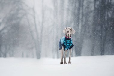 Tatlı Weimaraner köpeği kışın dışarıda poz veriyor.