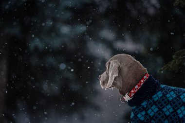 Tatlı Weimaraner köpeği kışın dışarıda poz veriyor.
