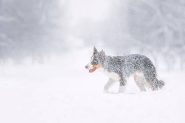 Kızıl Sınır çoban köpeği parkta kış yürüyüşünde atlıyor.
