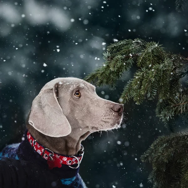 Entzückender Weimaraner Hund posiert im Winter im Freien — Stockfoto