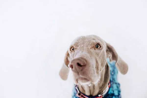 Αξιολάτρευτο weimaraner σκυλί ποζάρουν σε εξωτερικούς χώρους το χειμώνα — Φωτογραφία Αρχείου