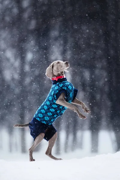 Weimaraner dog in a sweater playing in the snow — Stock Photo, Image