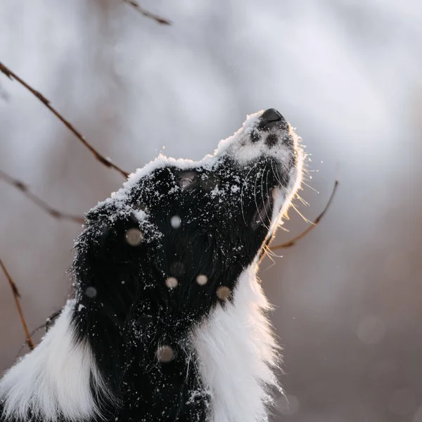Uma bela collie beira senta-se sob uma queda de neve perto de uma árvore — Fotografia de Stock