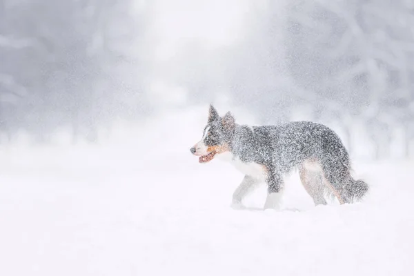 公園の冬の散歩で楽しいジャンプ赤いボーダーコリー犬 — ストック写真