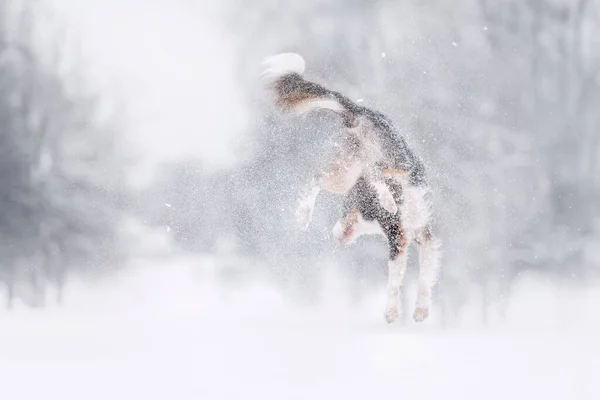 Tricolor fronteira collie cão pulando diversão em um passeio de inverno no parque — Fotografia de Stock